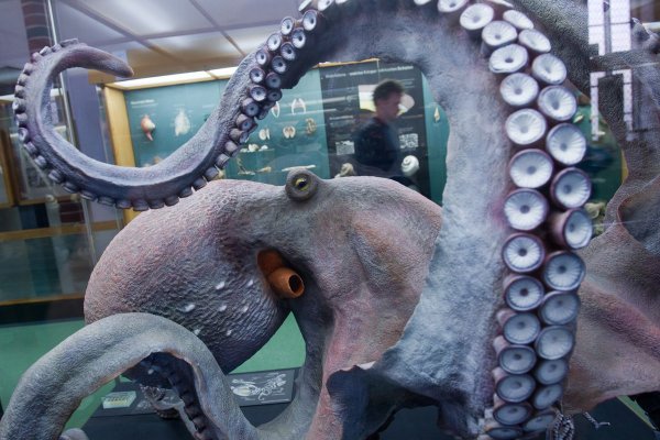 Kraken ссылка зеркало krakentor site