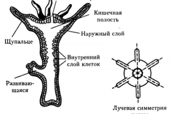 Tor зеркала