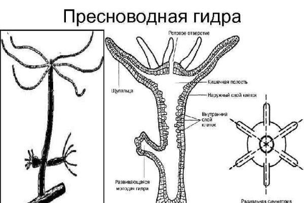 Актуальный сайт кракена